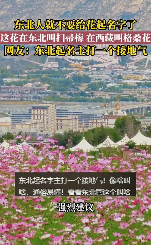 东北人起名太野？CS2地图中文外号正在毁掉战术交流